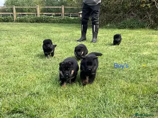 German Shepherd dogs Quality Litter of GSD Puppy’s @icepack - Advert 3