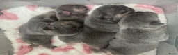 French Bulldog dogs for sale: Stunning litter of high quality French bulldogs  - Advert 4