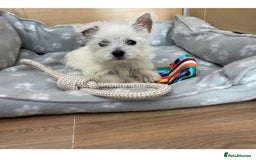 West Highland Terrier dogs for sale: Beautiful west highland terriers puppys - Image 18