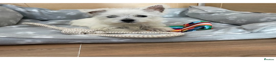 West Highland Terrier Puppy 7
