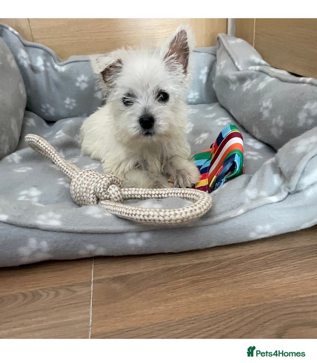 West Highland Terrier dogs for sale: Beautiful west highland terriers puppys - Image 18