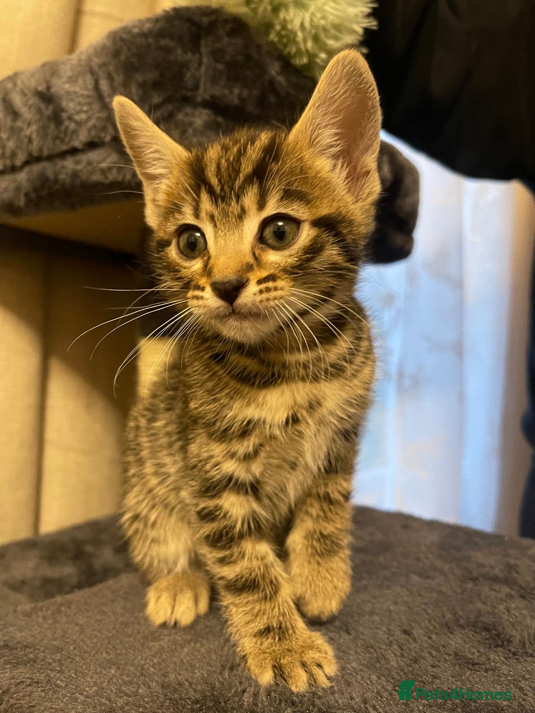 Mixed Breed cats for sale: Bengal mixed kitten  - Advert 6