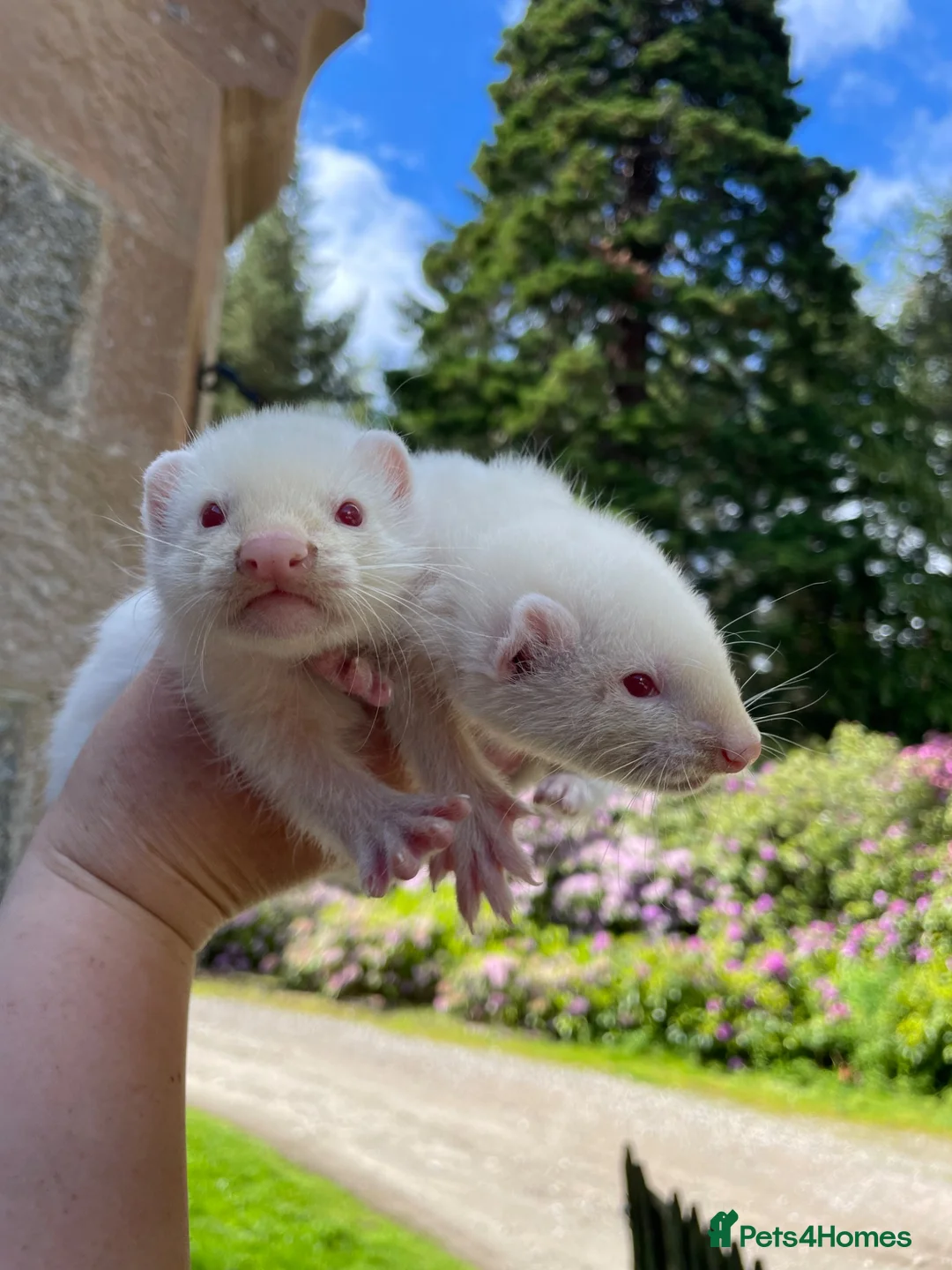 Ferret rodents for sale: Albino ferret kits  in Inverness - Advert 2
