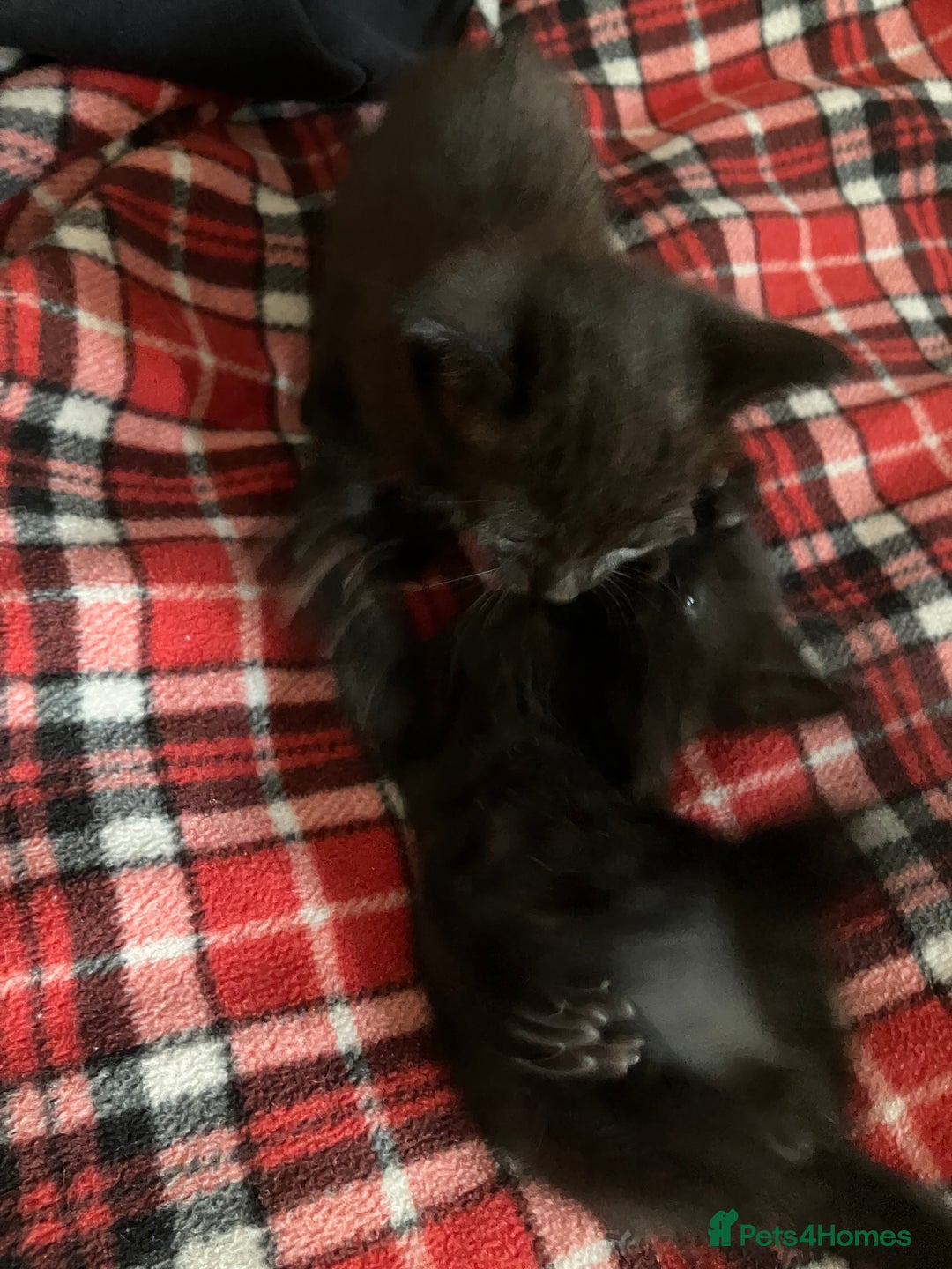 Mixed Breed cats for sale: 2 x Beautiful Kittens  - Image 6