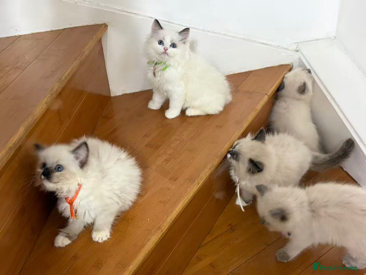Ragdoll cats  2 male 3 female ragdoll - Advert 7