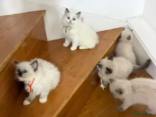 Ragdoll cats 2 male 3 female ragdoll - Advert 7