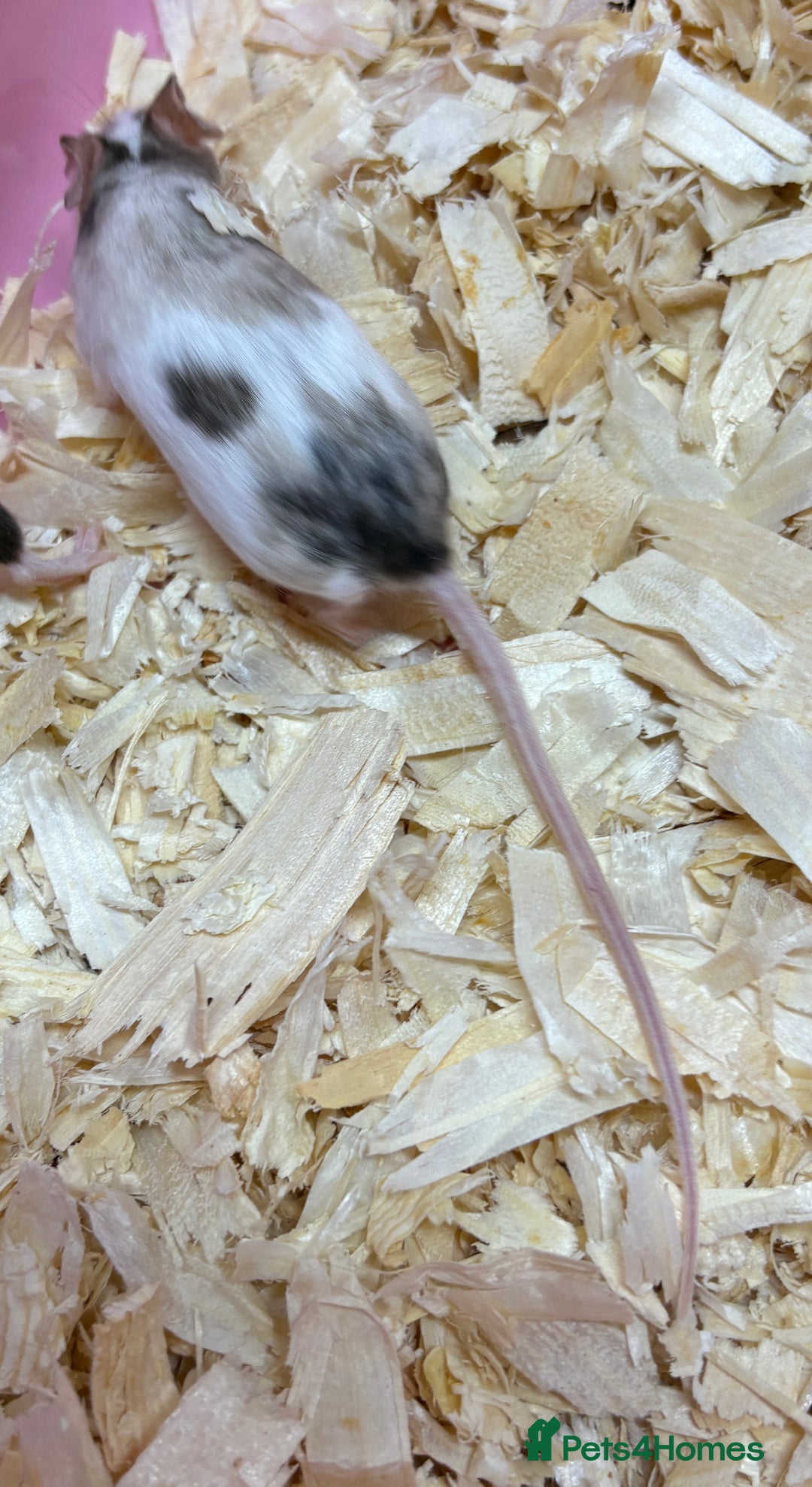 Mouse rodents for sale: Female baby mice ready now  - Image 15