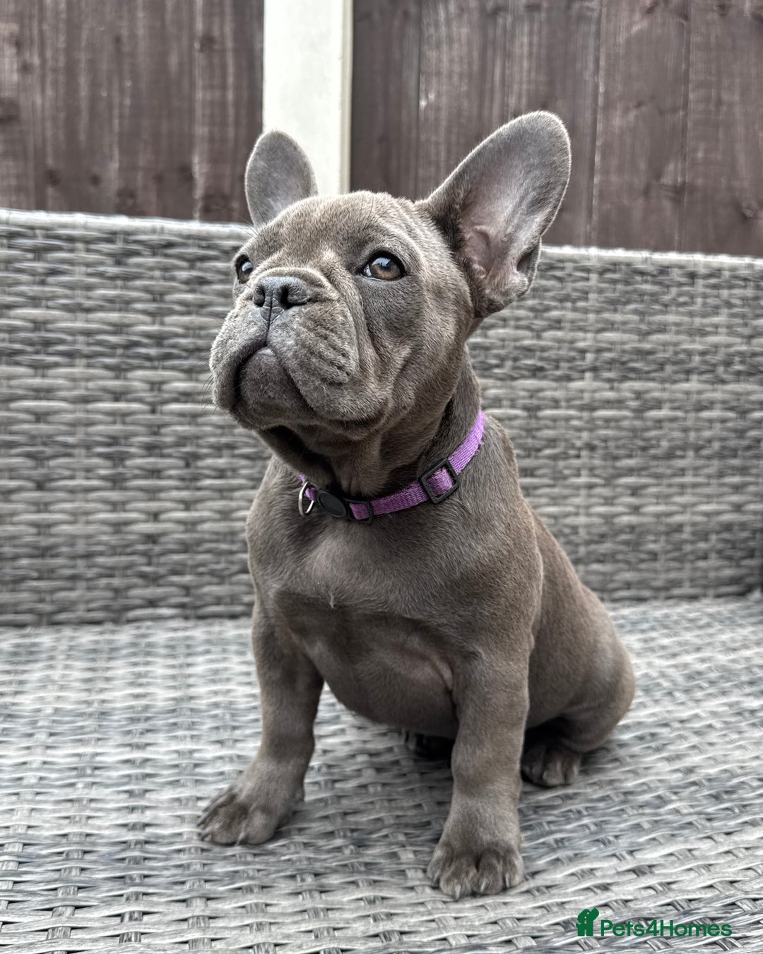 French Bulldog dogs for sale: French Bulldog Puppies with 3 Vaccines Included in Walton-on-Thames - Image 26
