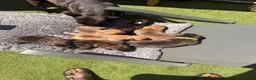 Staffordshire Bull Terrier dogs for sale: Stafford bull terrier puppies  in Newport - Advert 6