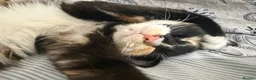 Mixed Breed cats for sale: Three beautiful female kittens! - Advert 3