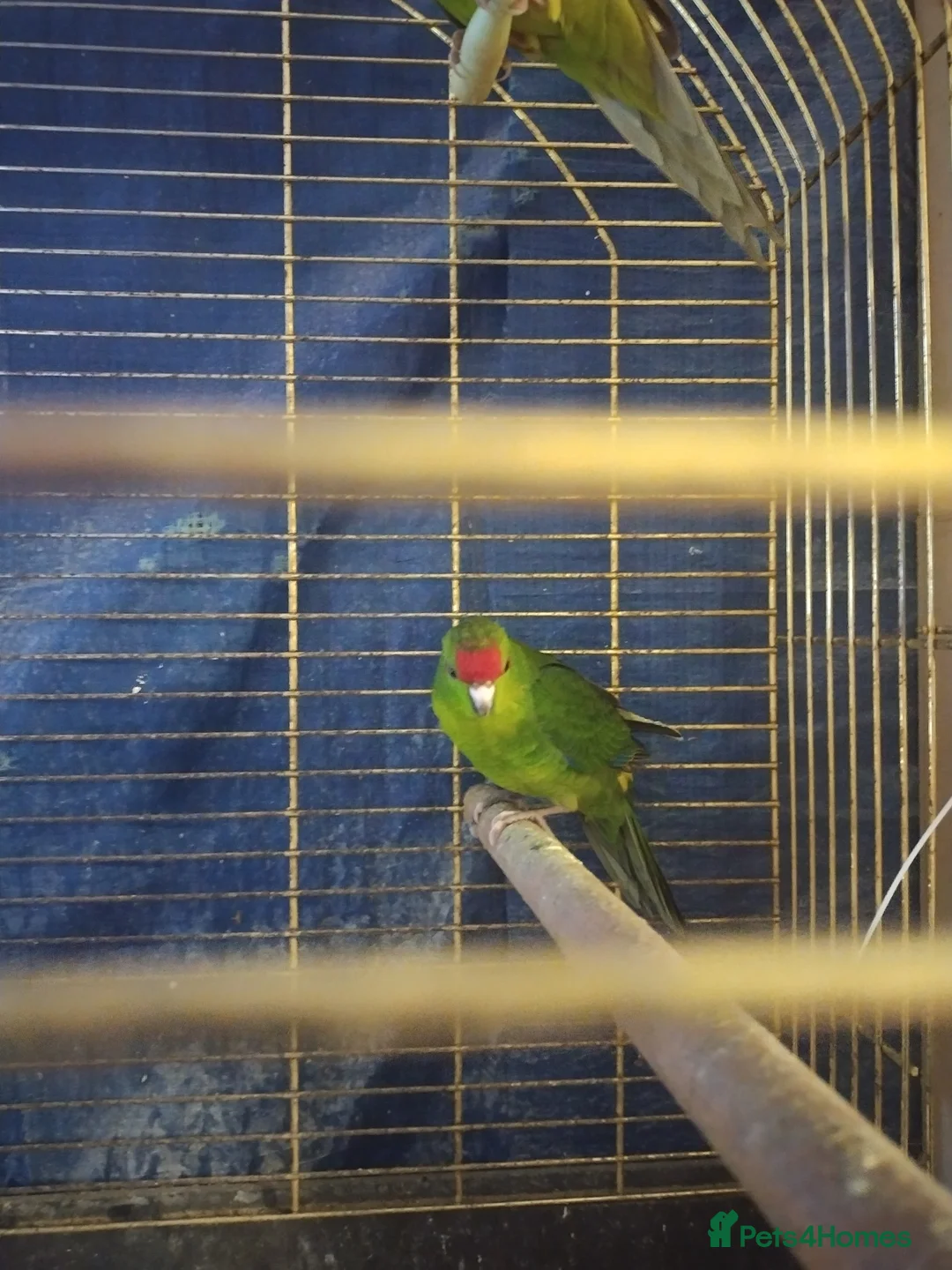 Parakeets birds for sale: For sale  - Advert 5