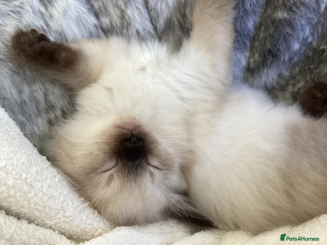 Ragdoll cats for sale: Adorable Ragdoll Kittens - Image 38