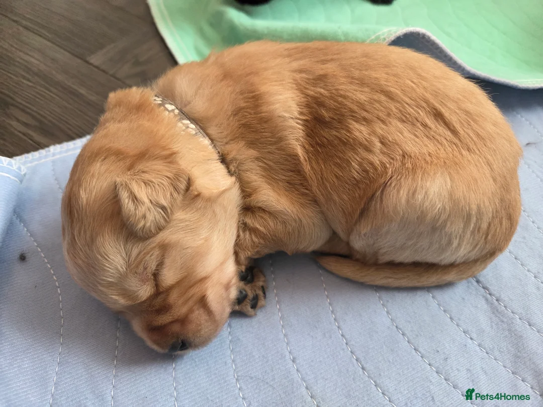 Labradoodle dogs for sale: Labrodoodle Puppies - Advert 34