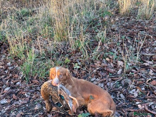 Cocker Spaniel dogs Kc reg cocker spaniel - Advert 7