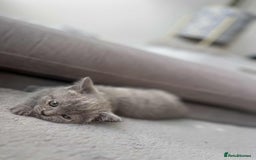 British Shorthair cats for sale: British Shorthair kittens  - Image 5
