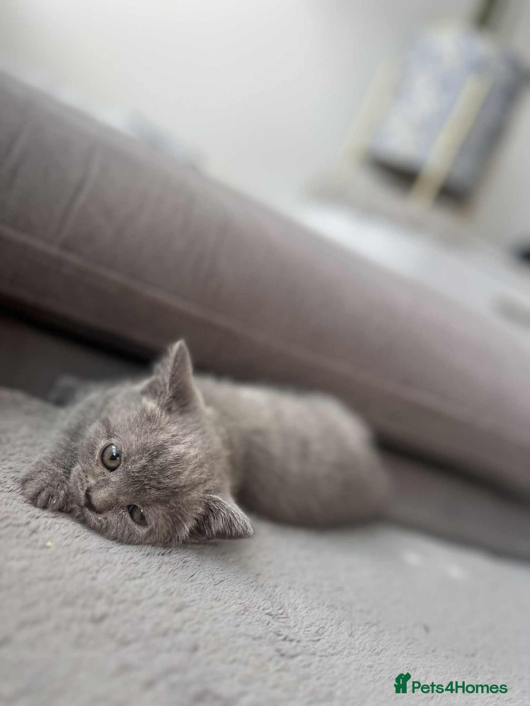 British Shorthair cats for sale: British Shorthair kittens  - Image 5