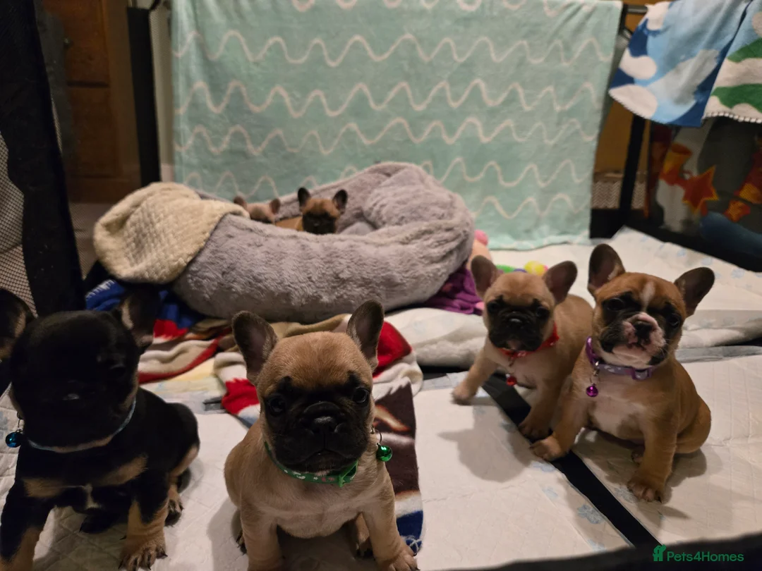 French Bulldog dogs for sale: French bulldog puppies.  - Advert 8