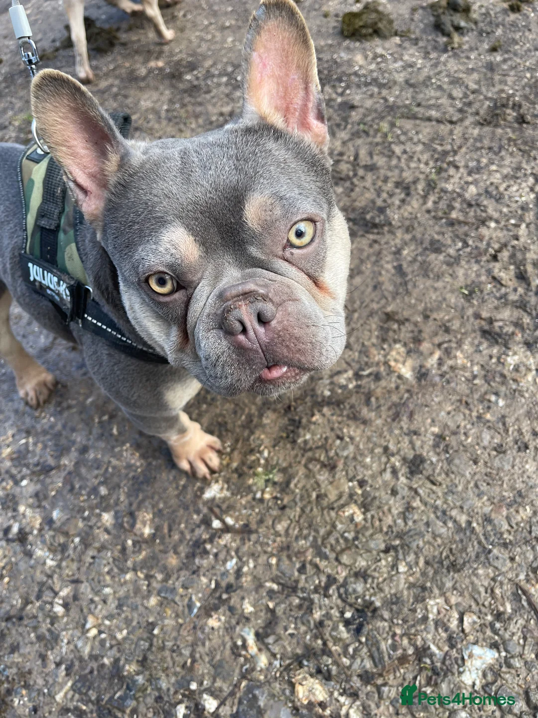 French Bulldog dogs for sale: Home for Hugo - Advert 5