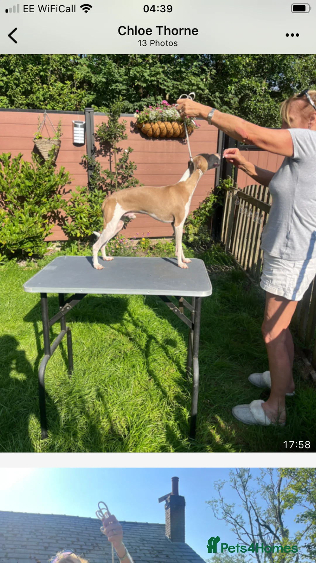 Italian Greyhound dogs for sale: Kennel club registered Italian greyhound puppies - Advert 12