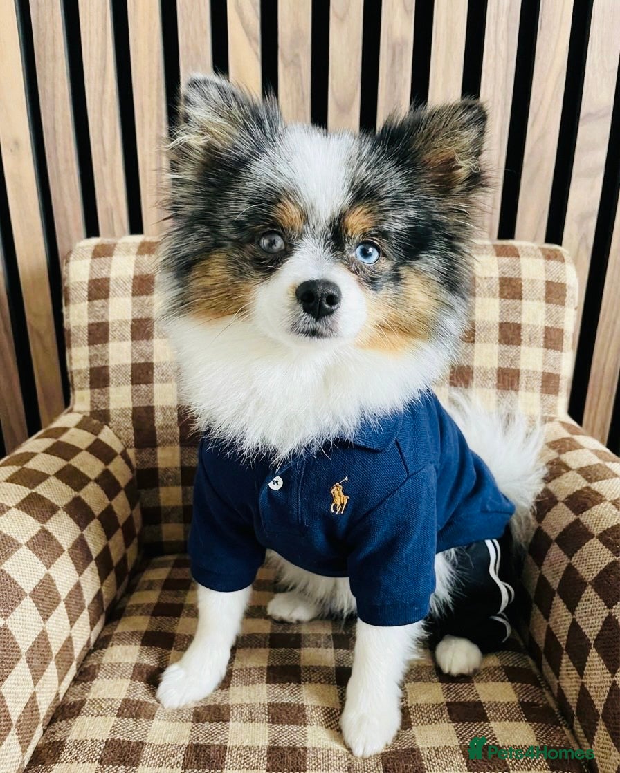 Pomeranian dogs 💙✨BLUE & HAZEL EYES 👀 EXPERIENCED POM STUDS🏆 - Advert 18