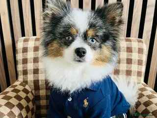 Pomeranian dogs 💙✨BLUE & HAZEL EYES 👀 EXPERIENCED POM STUDS🏆 - Advert 17