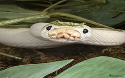Python Snake reptiles for sale: Blue eyed Lucy royal python  - Image 3