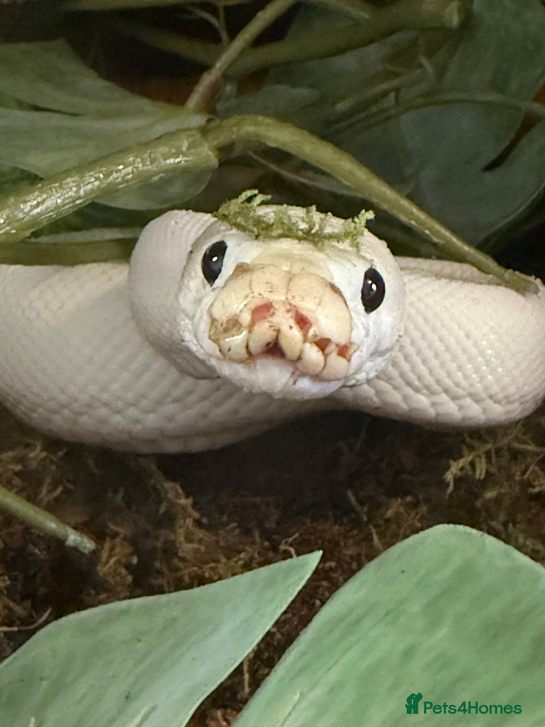 Python Snake reptiles for sale: Blue eyed Lucy royal python  - Image 3