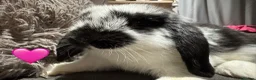 Mini Lop rabbits for sale: Pure Breed Mini Lop Babies  - Advert 7