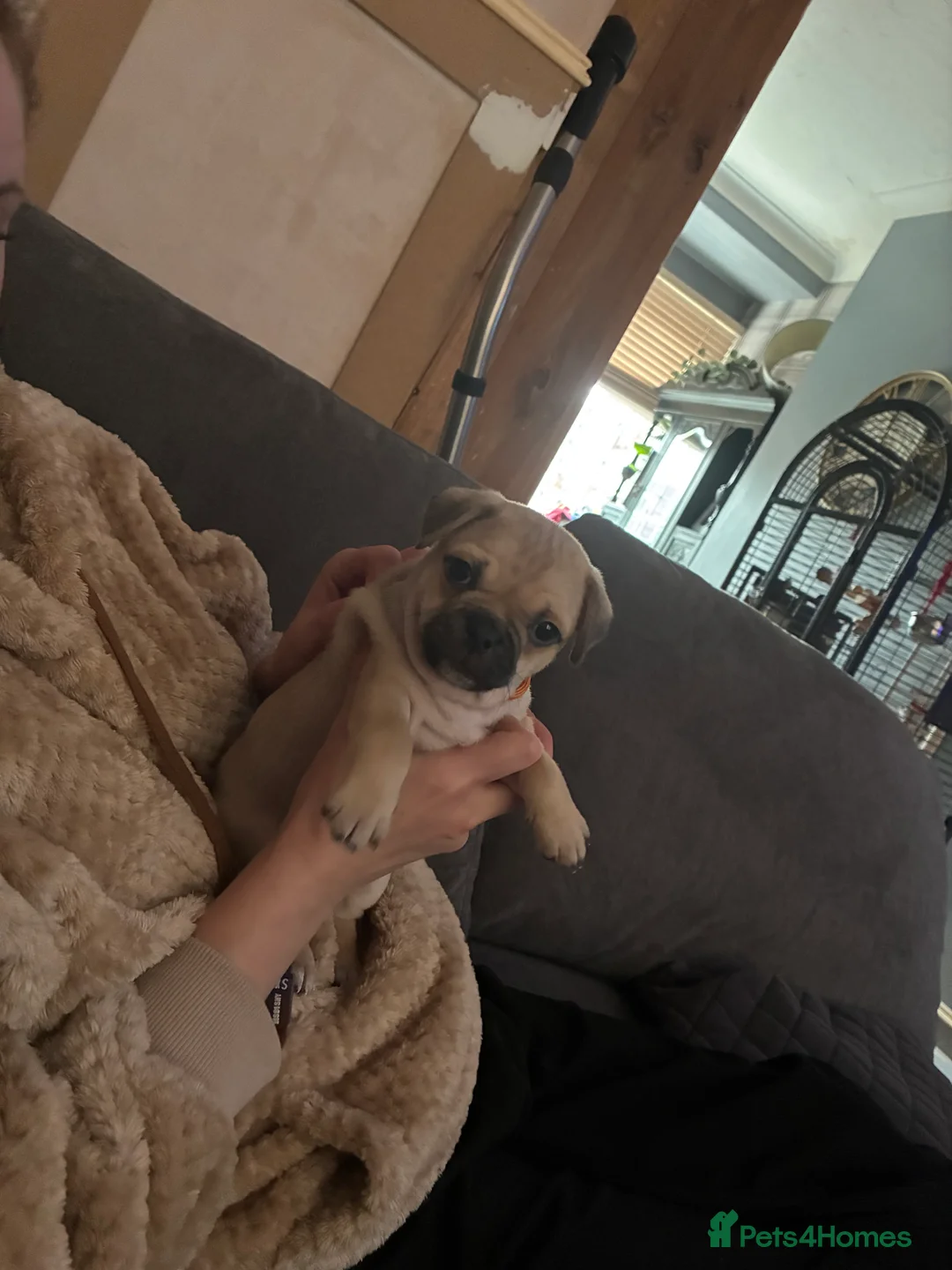 Jug dogs for sale: Jug pups  - Advert 4