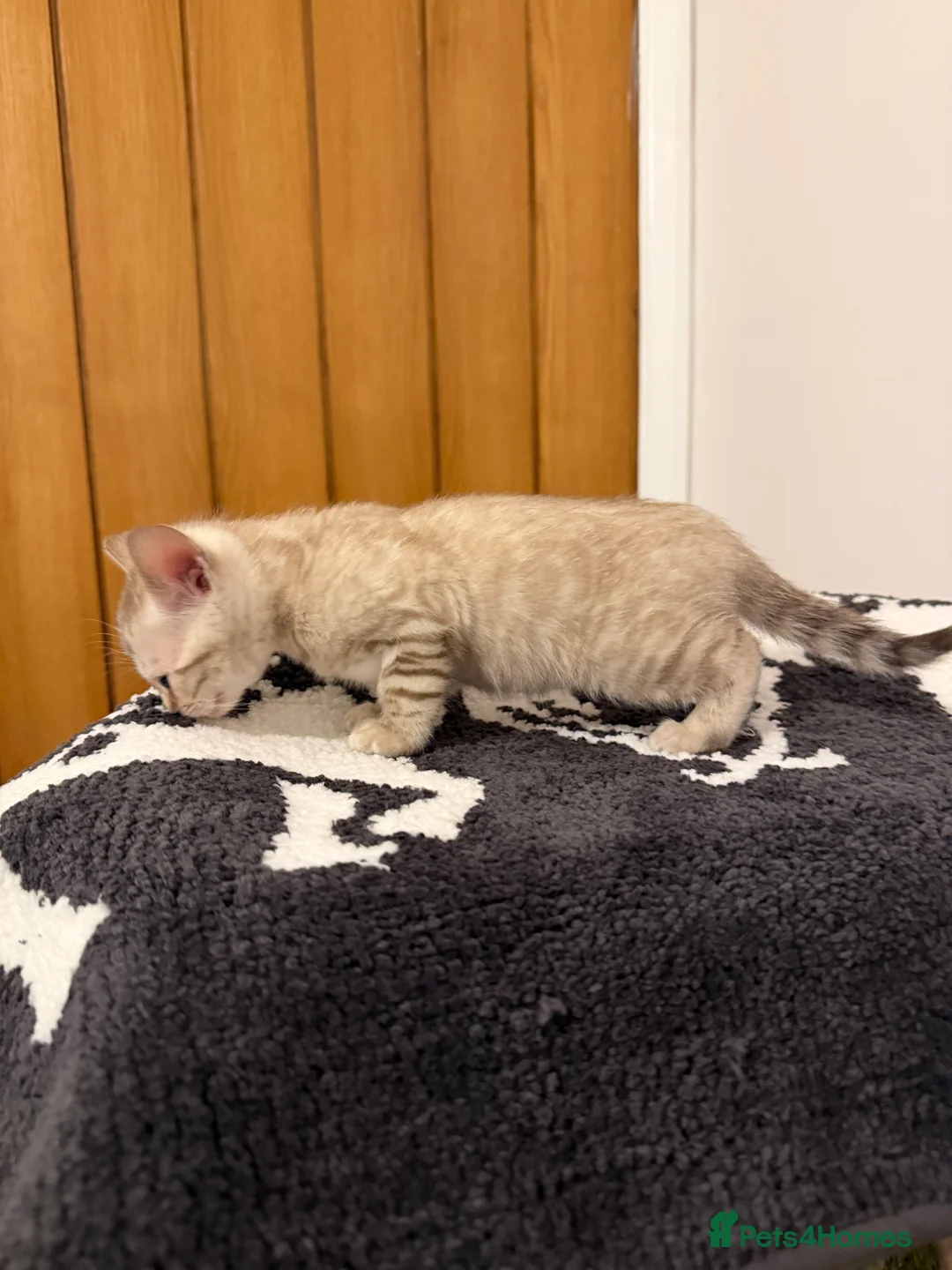 Bengal cats for sale: Snow Lynx Pedigree Kittens, ACTIVE! - Advert 8