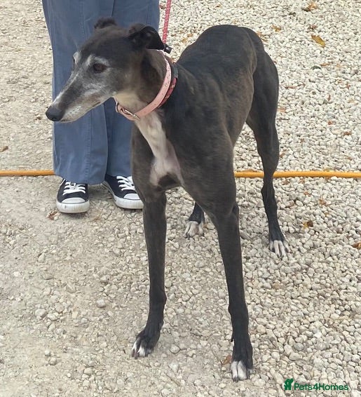 Greyhound dogs Lovely girl Hallie wants a new forever home - Advert 7