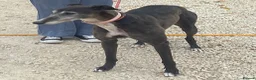 Greyhound dogs for adoption: Lovely girl Hallie wants a new forever home - Advert 1