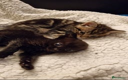 Mixed Breed cats for sale: Three lovely kittens are looking for forever home - Image 7