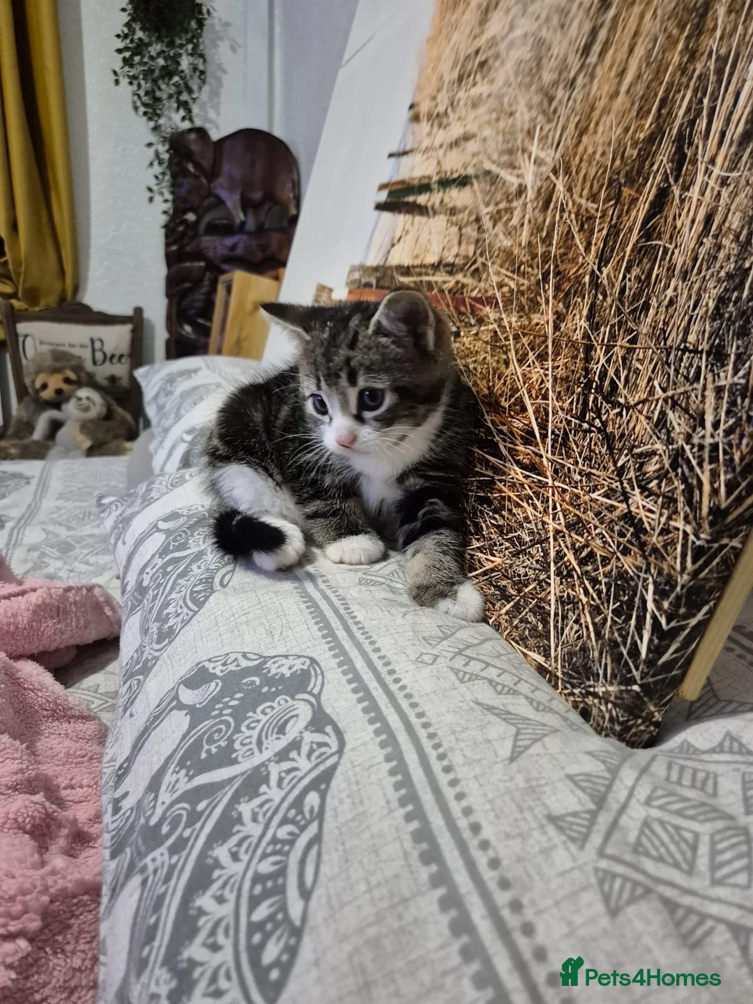 Mixed Breed cats for sale: Beautiful boy ready for his forever home  in Darwen - Advert 2