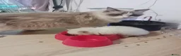 Ragdoll cats for sale: Ragdoll kittens purebred  - Advert 13