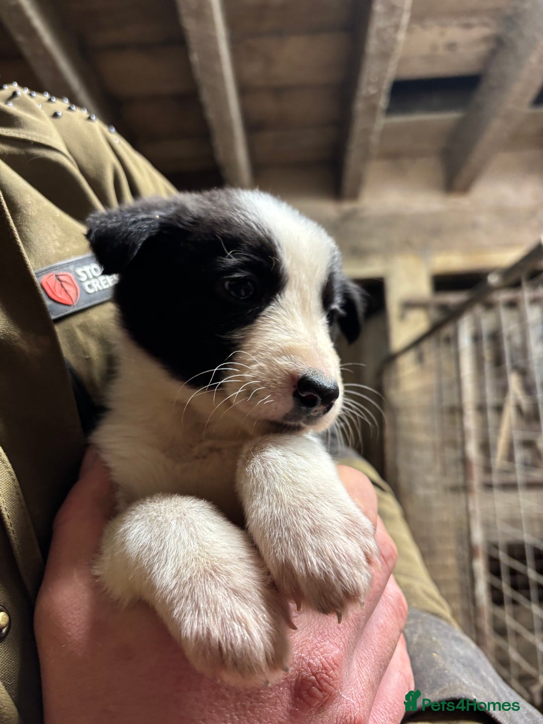 Border Collie dogs for sale: Stunning border collies  - Advert 4