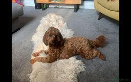 Cavapoo dogs for sale: Stunning Litter of F1B Cavapoo Puppies - Image 8