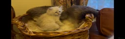 Siberian cats for sale: Lovely Siberian Girl 🤗 - Advert 10