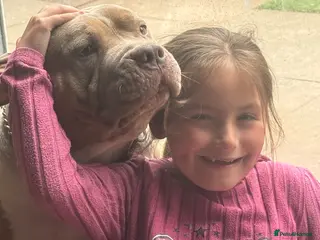Mixed Breed dogs Pocket Bully (not a XL Bully) - Advert 2