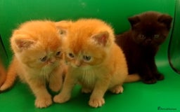 Exotic cats for sale:  Exotic British shorthair  - Image 7