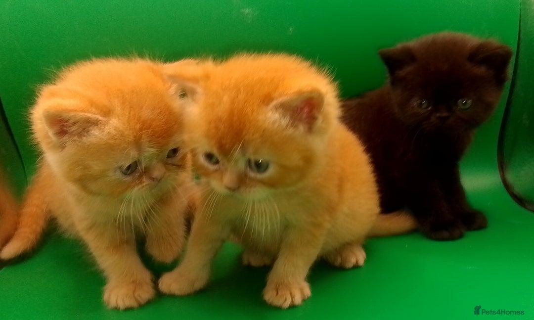 Exotic cats for sale:  Exotic British shorthair  - Image 7