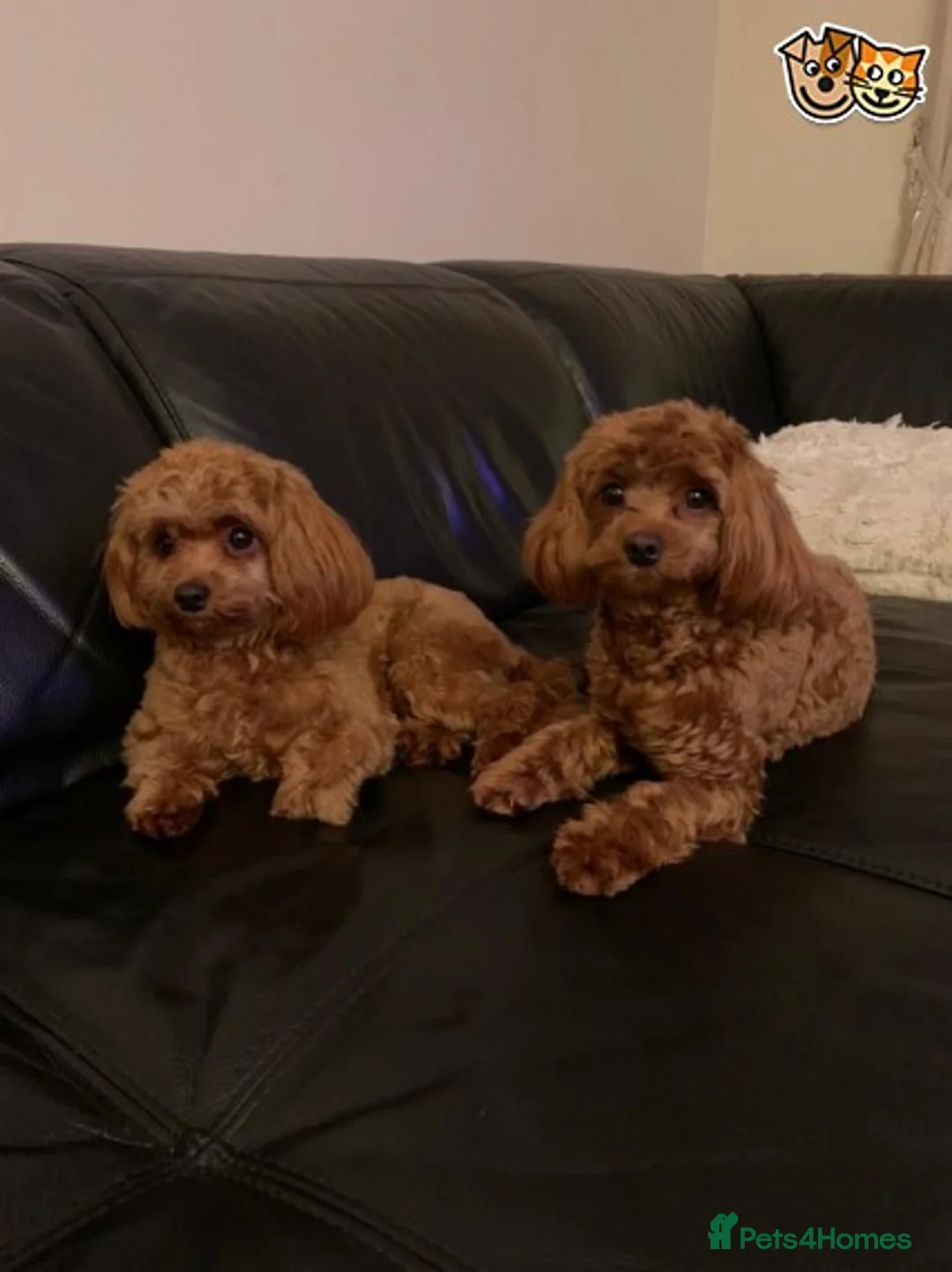 Toy Poodle dogs for stud: KC (FULLY HEALTH TESTED )RED TOY POODLE STUD in Galston - Advert 12