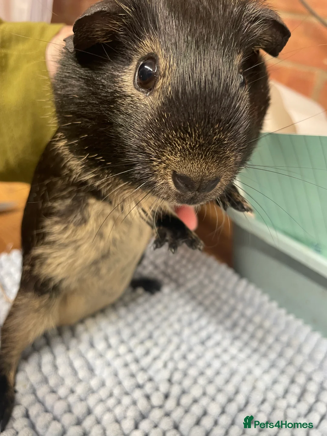Guinea Pig rodents for sale: Beautiful Black Otter Boys - Advert 2