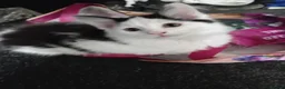 Mixed Breed cats for sale: Cute piebald kittens  - Advert 29