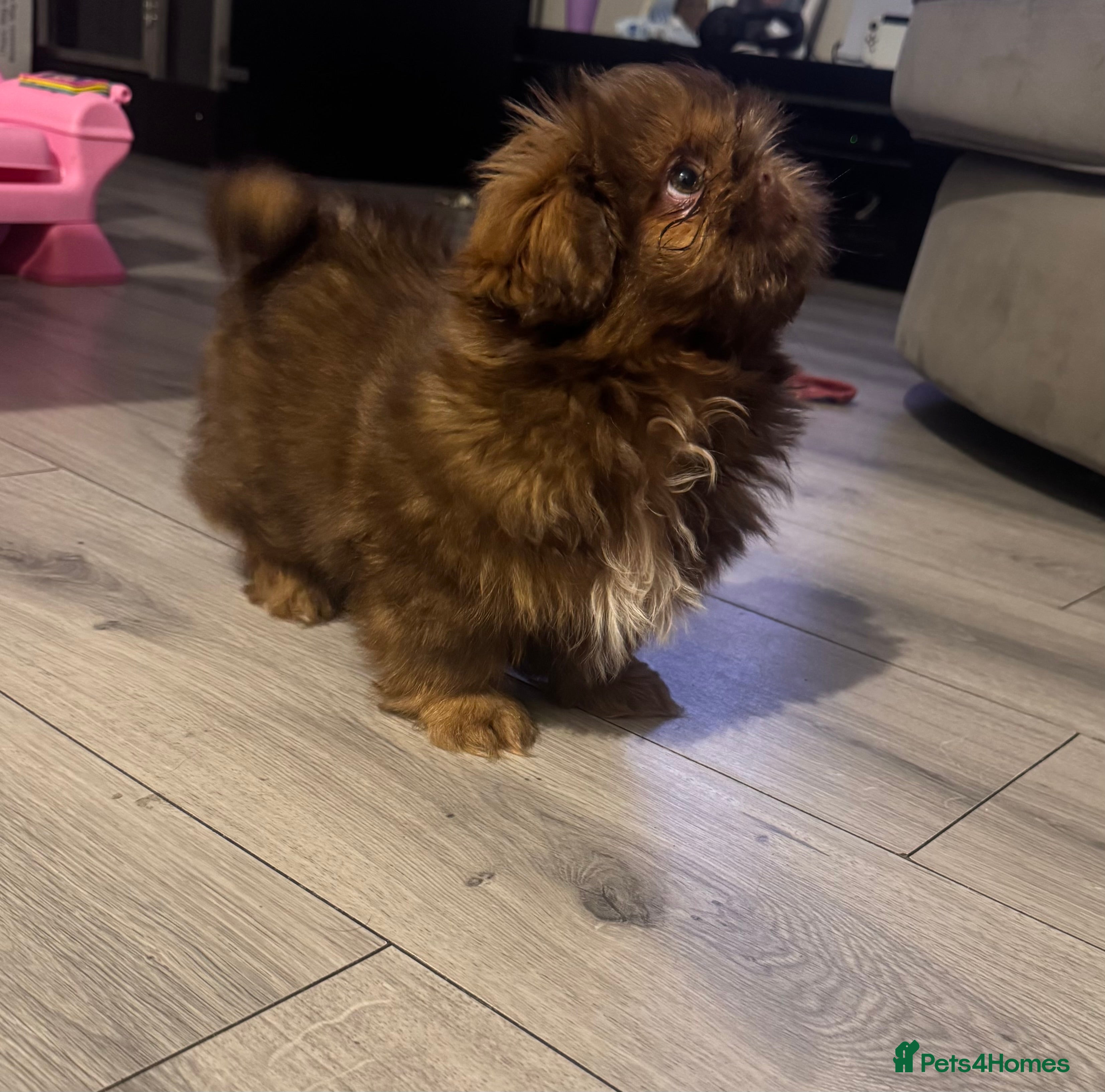 Shih Tzu dogs Chocolate imperial shihtzu puppies READY NOW - Advert 3