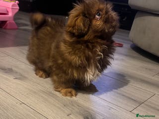 Shih Tzu dogs Chocolate imperial shihtzu puppies READY NOW - Advert 16