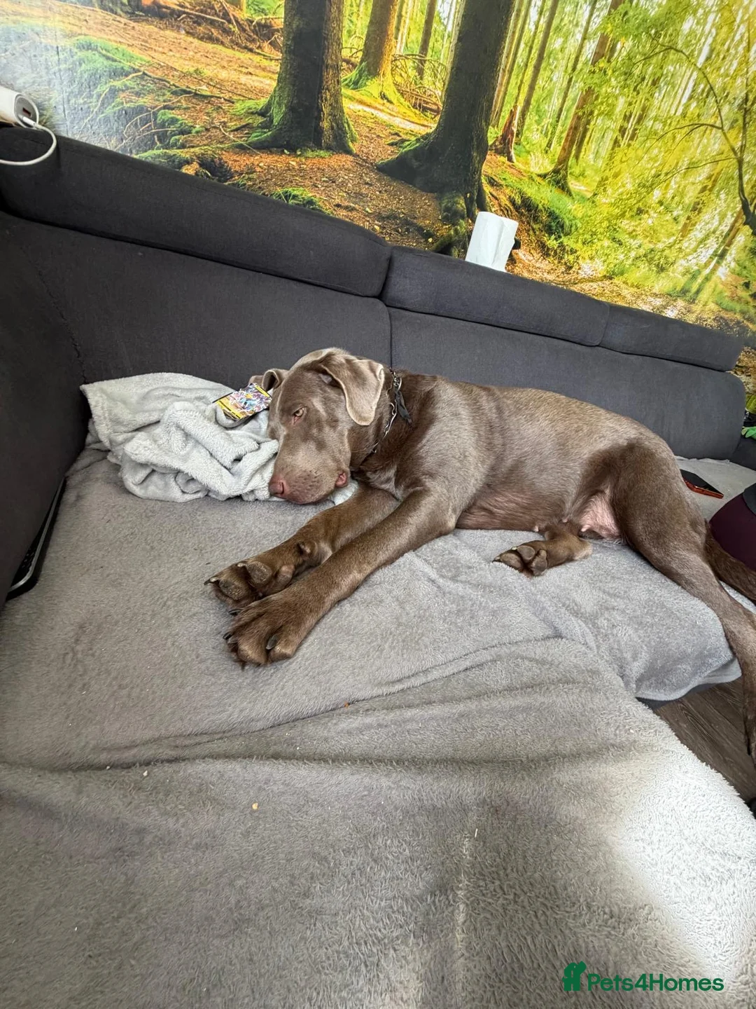Labrador Retriever dogs for sale: Labrador retriever silver female in Sawbridgeworth - Advert 2