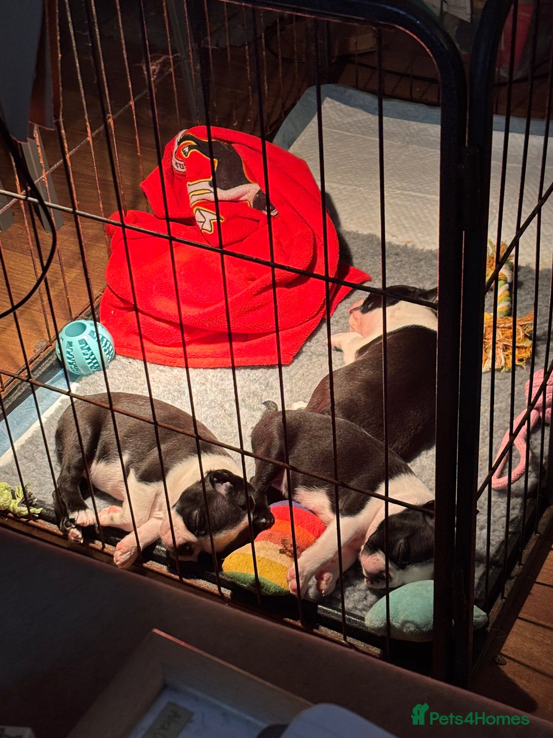 Boston Terrier dogs for sale: Stunning Boston terrier pups - Advert 2