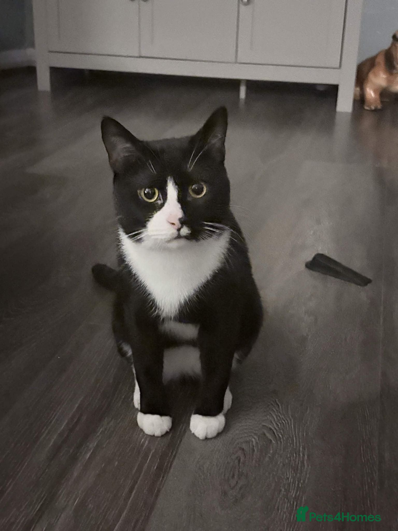 British Shorthair cats ZigZag Male cat tuxedo - Advert 10