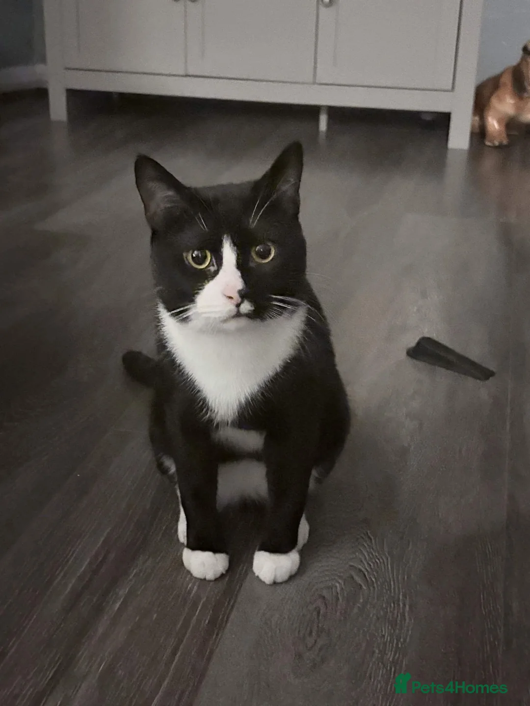 British Shorthair cats for sale: ZigZag Male cat tuxedo in Birmingham - Advert 1